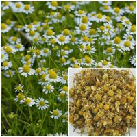 Dried Chamomile, 1 oz, for soap lotions or lip balms.